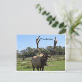 Bull Elk Signale "Touchdown" Postkarte (Stehend Vorderseite)