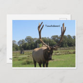 Bull Elk Signale "Touchdown" Postkarte (Vorne/Hinten)