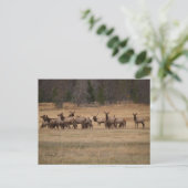 Bull Elk und sein Harem im Wilden Postkarte (Stehend Vorderseite)