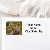 Bull Elk während der Rücksendeadresse (Insitu)