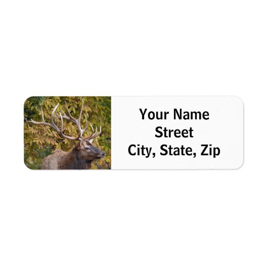 Bull Elk während der Rücksendeadresse (Vorne)