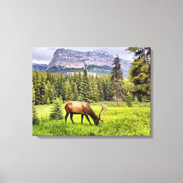 Bull Elk Wrapped Canvas Leinwanddruck