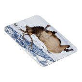 Bull Elk | Wyoming Magnet (Rechte Seite)