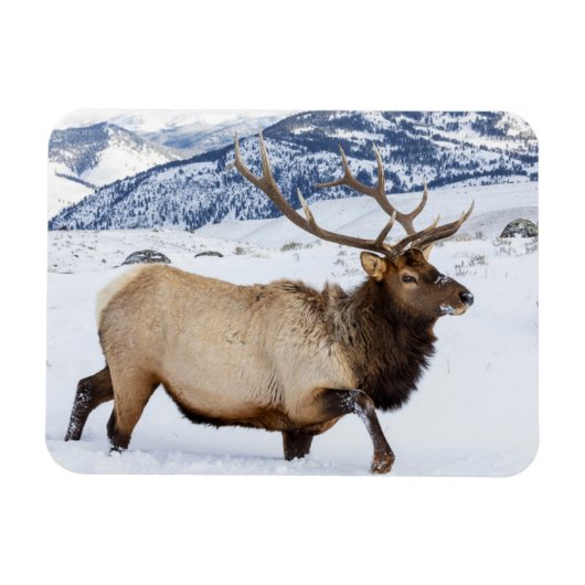 Bull Elk | Wyoming Magnet (Horizontal)