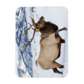 Bull Elk | Wyoming Magnet (Vertikal)