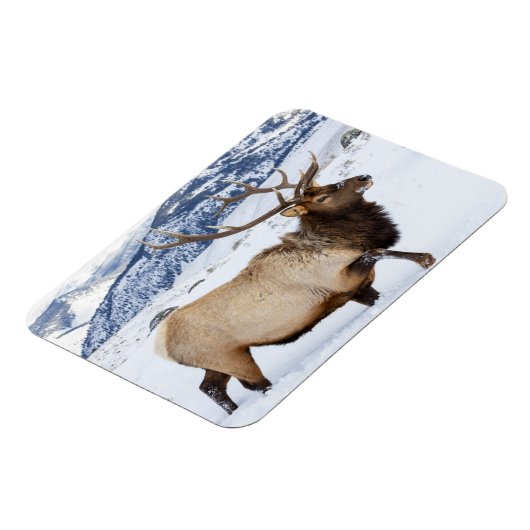 Bull Elk | Wyoming Magnet (Linke Seite)