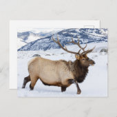 Bull Elk | Wyoming Postkarte (Vorne/Hinten)