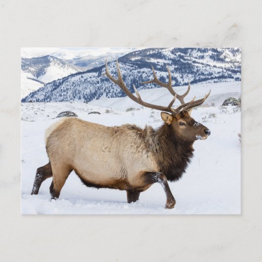 Bull Elk | Wyoming Postkarte (Vorderseite)