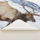 Bull Elk | Wyoming Sherpadecke (3/4)
