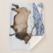 Bull Elk | Wyoming Sherpadecke (Vorderseite)