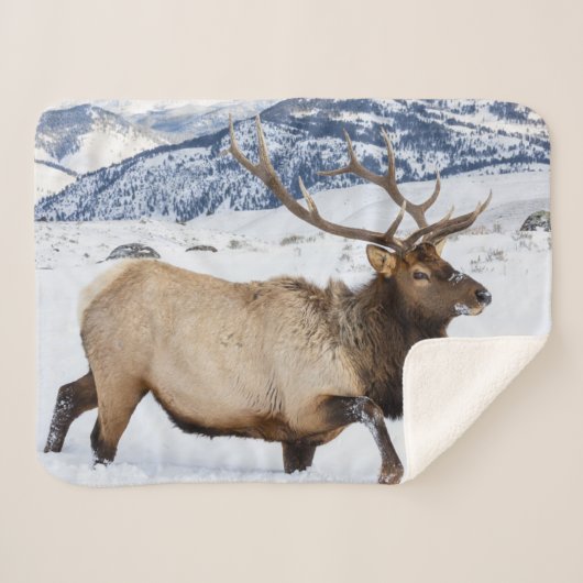 Bull Elk | Wyoming Sherpadecke (Vorderseite (Horizontal))