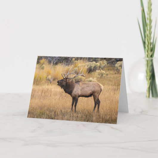 Bull Elk | Yellowstone-Nationalpark Karte (Vorderseite)