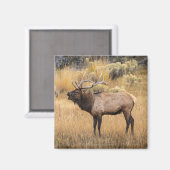Bull Elk | Yellowstone-Nationalpark Magnet (Vorderseite/Rückseite)