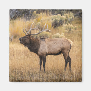 Bull Elk   Yellowstone-Nationalpark Magnet