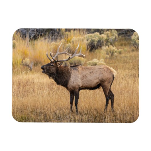 Bull Elk | Yellowstone-Nationalpark Magnet (Horizontal)