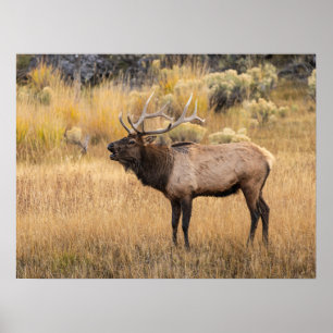 Bull Elk   Yellowstone-Nationalpark Poster