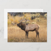 Bull Elk | Yellowstone-Nationalpark Postkarte (Vorne/Hinten)