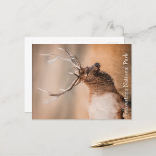 Bull Elk Yellowstone Nationalpark Postkarte
