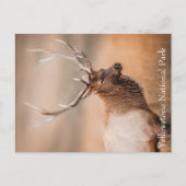 Bull Elk Yellowstone Nationalpark Postkarte (Vorderseite)