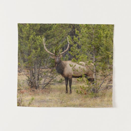 Bull Elk | Yellowstone Nationalpark Wandteppich (Vorderseite (Horizontal))
