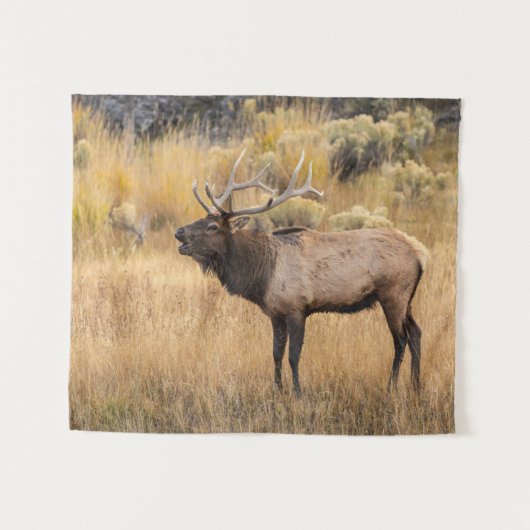 Bull Elk | Yellowstone-Nationalpark Wandteppich (Vorderseite (Horizontal))