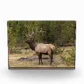 Bull Elk Yellowstone Nationalpark, Wyoming Fotoblock (Vorderseite)