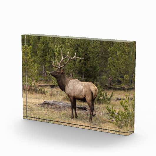 Bull Elk Yellowstone Nationalpark, Wyoming Fotoblock (Rechts)