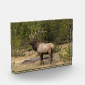 Bull Elk Yellowstone Nationalpark, Wyoming Fotoblock (Links)