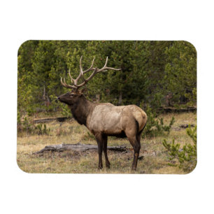 Bull Elk Yellowstone Nationalpark, Wyoming Magnet