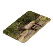 Bull Elk Yellowstone Nationalpark, Wyoming Magnet (Linke Seite)