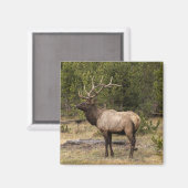 Bull Elk Yellowstone Nationalpark, Wyoming Magnet (Vorderseite/Rückseite)