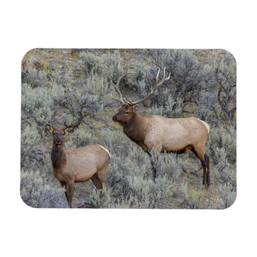 Bull Elk | Yellowstone-Nationalpark, Wyoming Magnet (Horizontal)