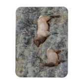 Bull Elk | Yellowstone-Nationalpark, Wyoming Magnet (Vertikal)