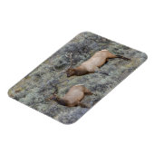 Bull Elk | Yellowstone-Nationalpark, Wyoming Magnet (Linke Seite)