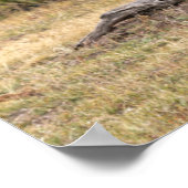 Bull Elk Yellowstone Nationalpark, Wyoming Poster (Ecke)