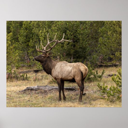 Bull Elk Yellowstone Nationalpark, Wyoming Poster (Vorne)