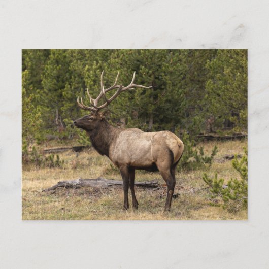 Bull Elk Yellowstone Nationalpark, Wyoming Postkarte (Vorderseite)
