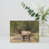 Bull Elk Yellowstone Nationalpark, Wyoming Postkarte (Stehend Vorderseite)