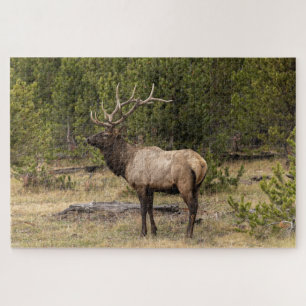 Bull Elk Yellowstone Nationalpark, Wyoming Puzzle