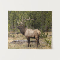 Bull Elk Yellowstone Nationalpark, Wyoming