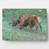 Bull Elks Rocky Mountain National Park, Colorado Fotoplatte (Vorderseite)