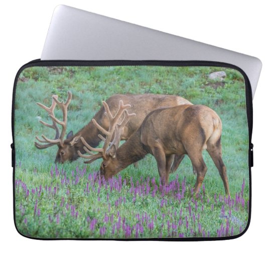 Bull Elks Rocky Mountain National Park, Colorado Laptopschutzhülle (Vorderseite)
