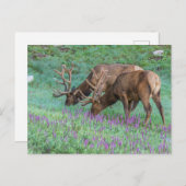 Bull Elks Rocky Mountain National Park, Colorado Postkarte (Vorne/Hinten)