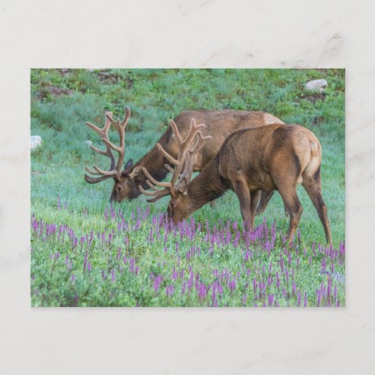 Bull Elks Rocky Mountain National Park, Colorado Postkarte (Vorderseite)