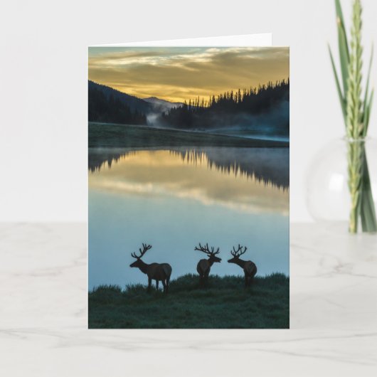 Bull Elks Silhouette Poudre Lake Sunrise Karte (Vorderseite)