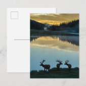 Bull Elks Silhouette Poudre Lake Sunrise Postkarte (Vorne/Hinten)