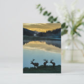 Bull Elks Silhouette Poudre Lake Sunrise Postkarte (Stehend Vorderseite)