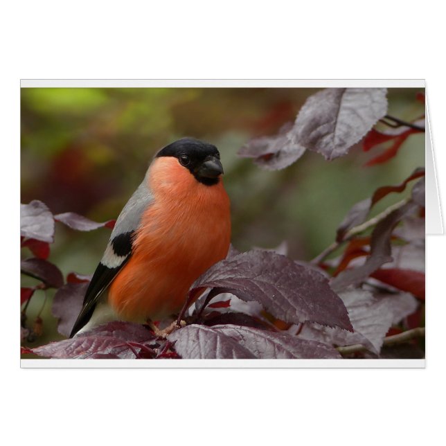 Bull Finch (Vorderseite (Horizontal))
