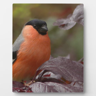 Bull Finch Fotoplatte