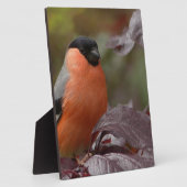 Bull Finch Fotoplatte (Seite)